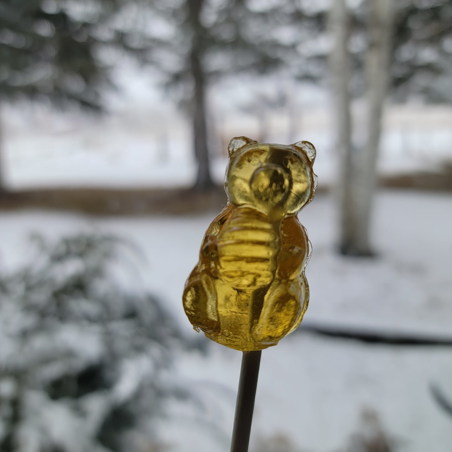 Honey Bear Sucker