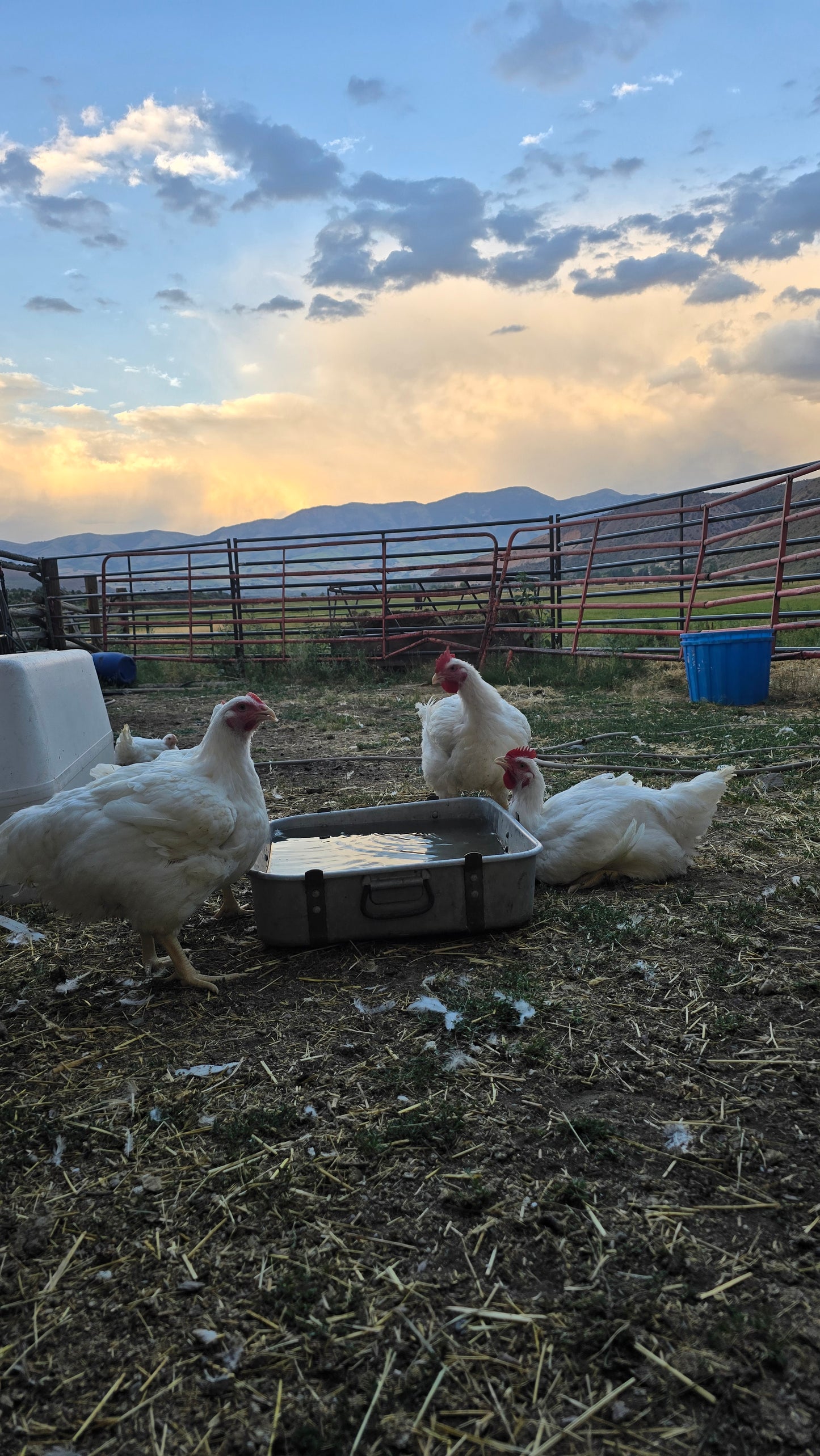Chicken Butchering Class | Monday, August 17th