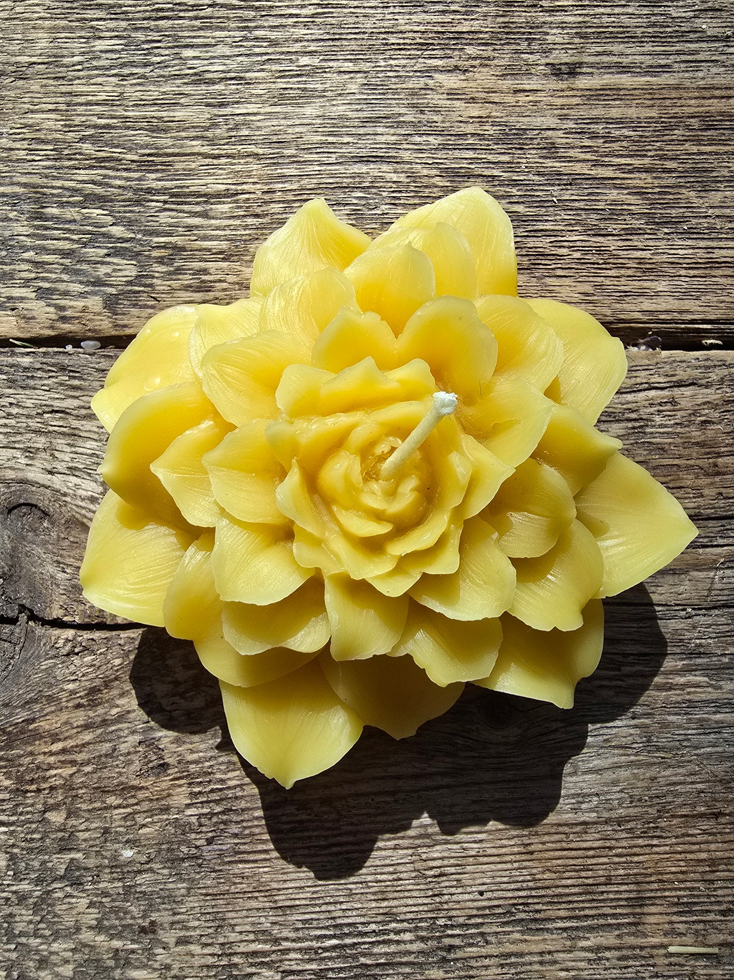Dinner Plate Dahlia | Floral Beeswax Candle