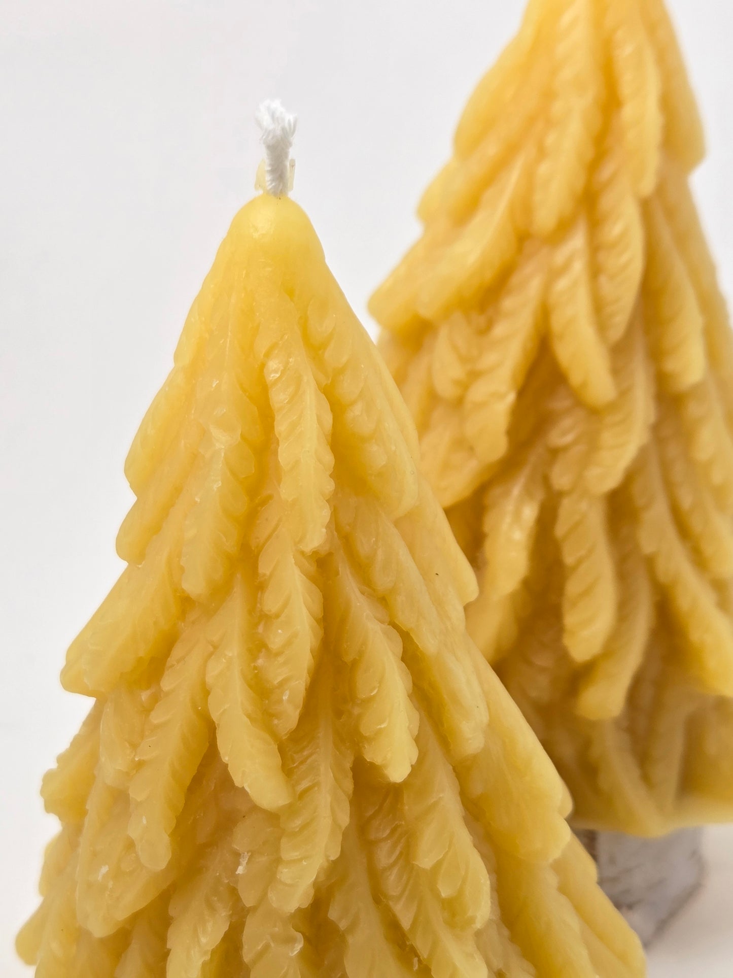 Ferny Tree | Beeswax Candle