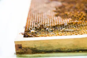 Honey Extraction 101