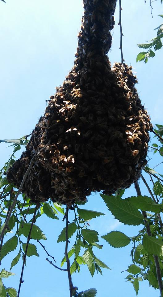All About Bee Swarms
