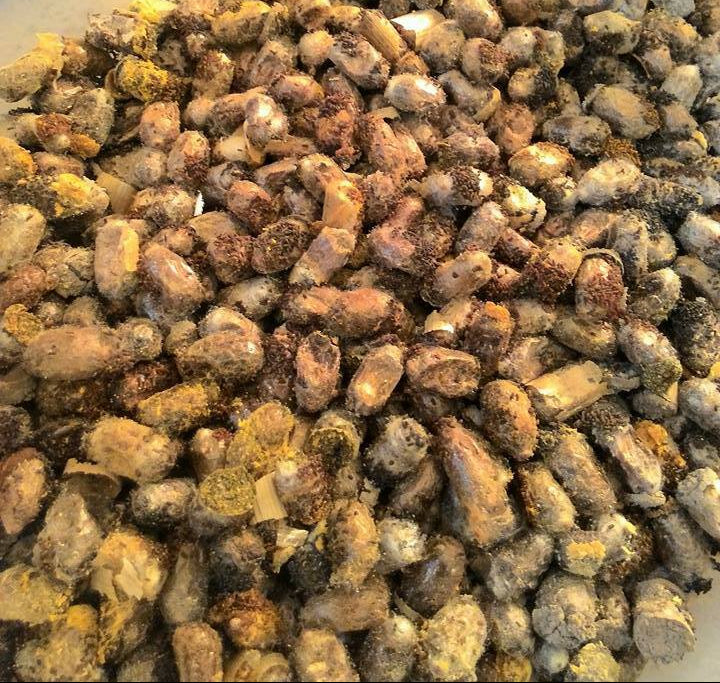 Mason Bee Cocoons - Blue Orchard