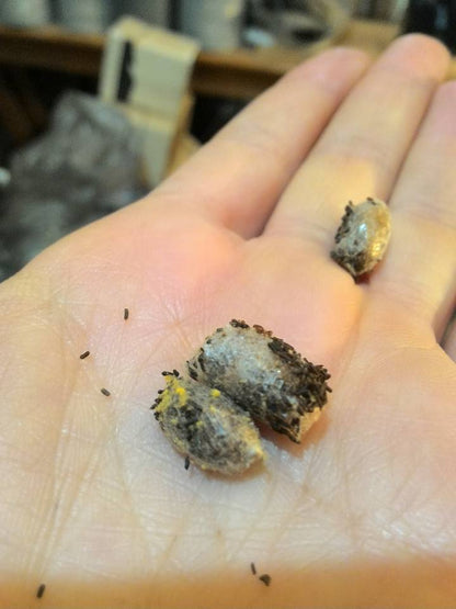 Mason Bee Cocoons - Blue Orchard