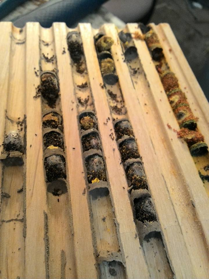 Mason Bee Cocoons - Blue Orchard