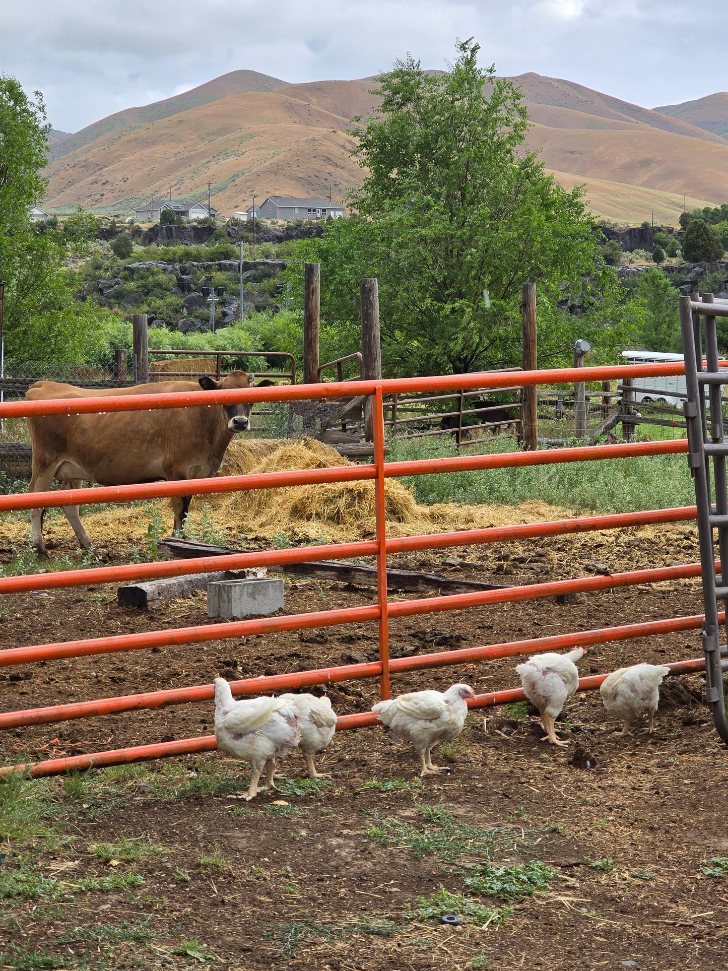 Chicken Butchering Class | Monday, August 17th