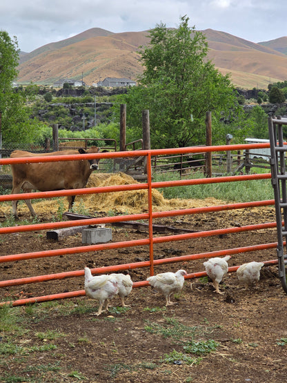 Chicken Butchering Class | Monday, August 17th