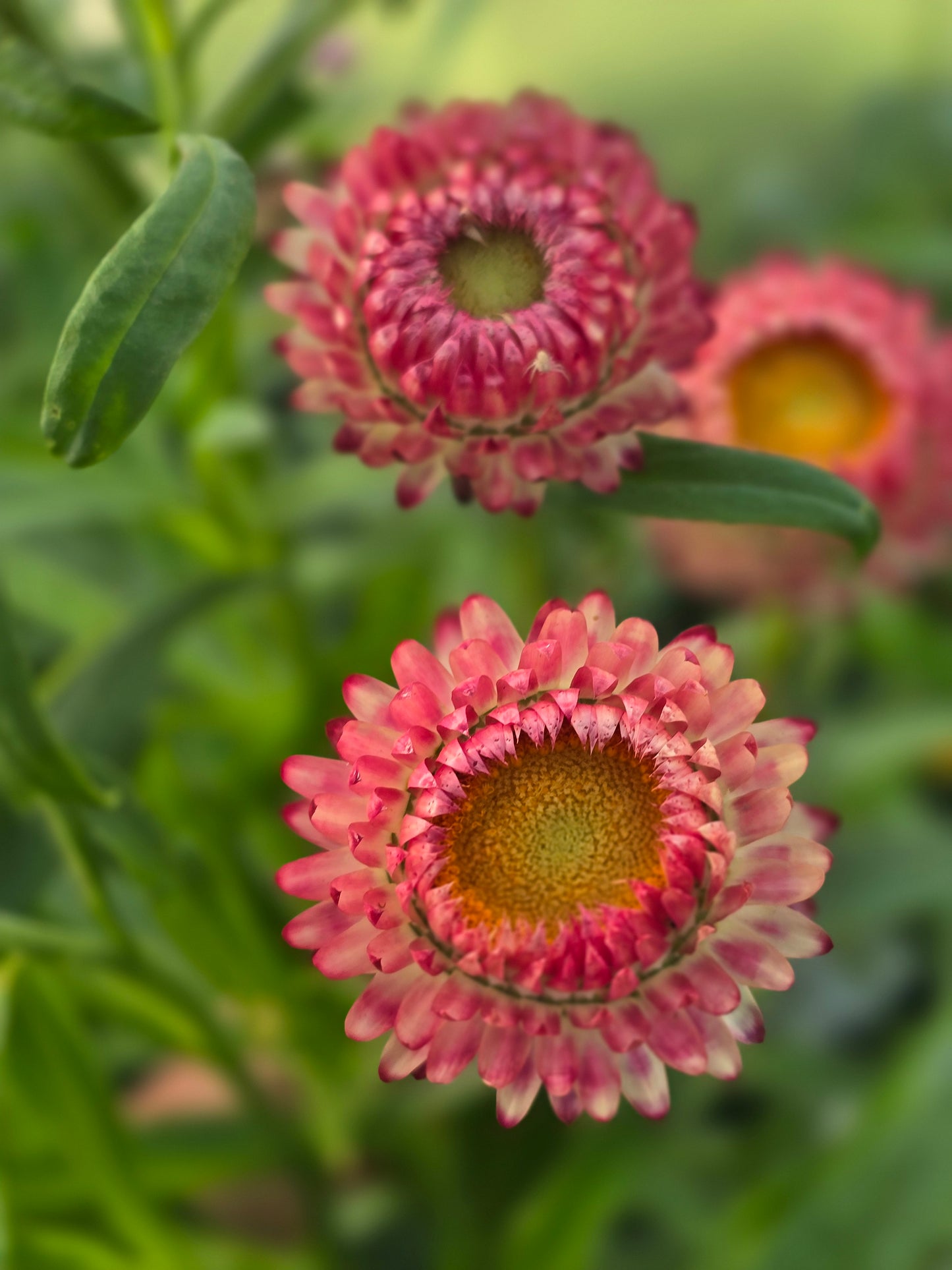 Build a Bouquet Class | Thursday, September 10th at 6pm