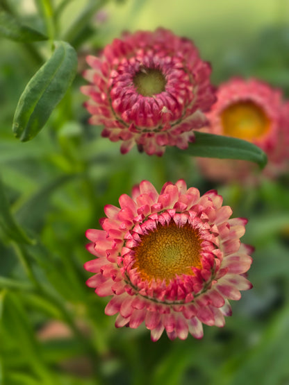 Build a Bouquet Class | Thursday, September 10th at 6pm