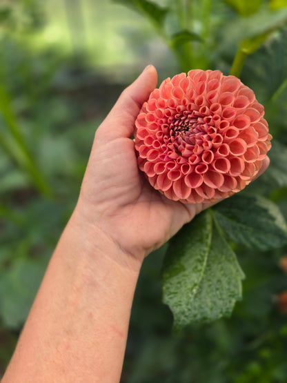 Build a Bouquet Class | Thursday, September 10th at 6pm