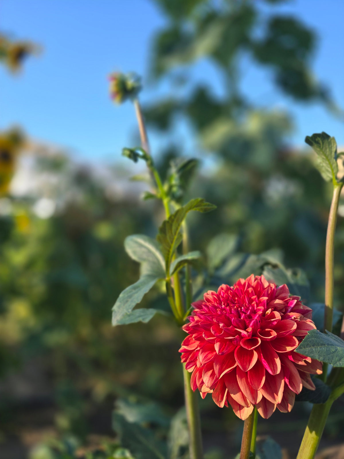 Build a Bouquet Class | Thursday, September 10th at 6pm