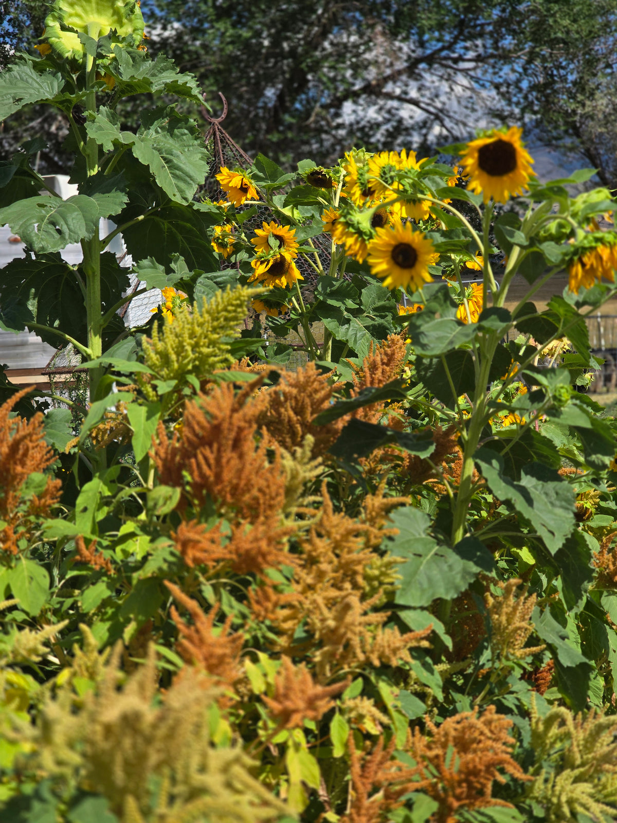 Build a Bouquet Class | Thursday, September 10th at 6pm
