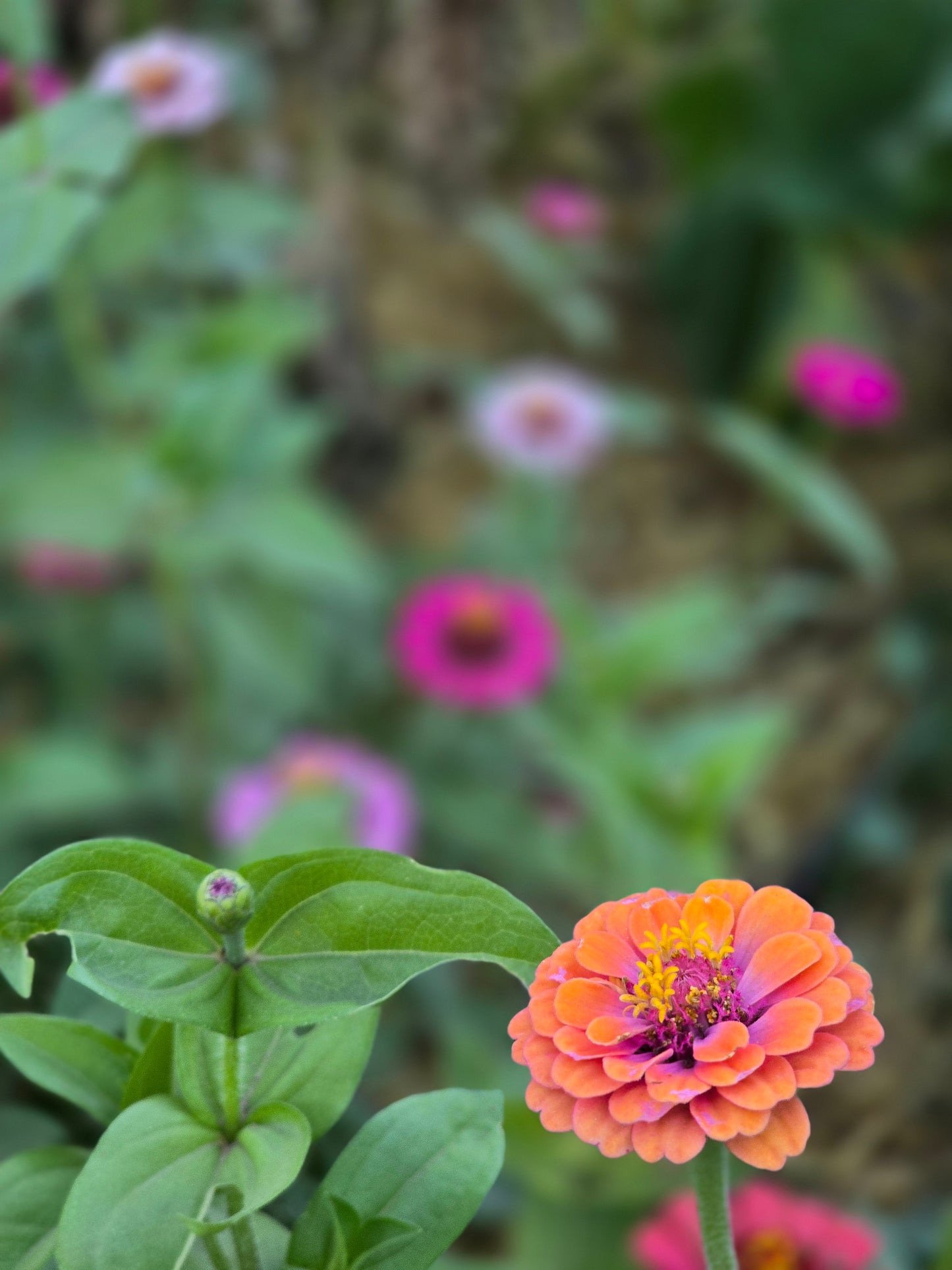 Build a Bouquet Class | Thursday, September 10th at 6pm