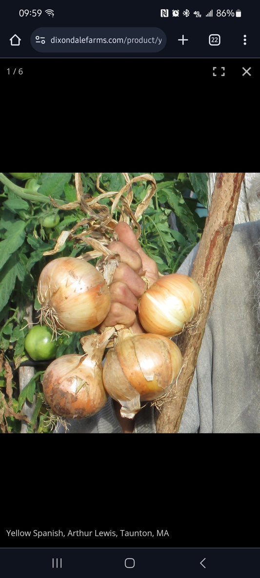 Yellow Spanish Onions