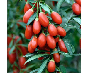 Bare Root Goji and Gooseberries