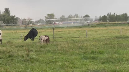 Local Beef, Half or Whole | Make a Deposit