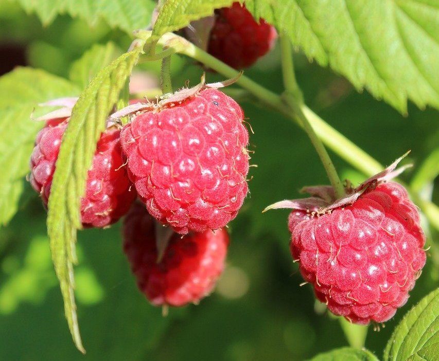 Bare Root Raspberries