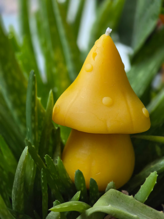 Forest Mushroom | Beeswax Candle