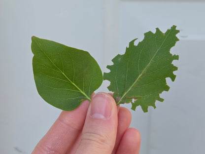 Garden Leafcutter Bees