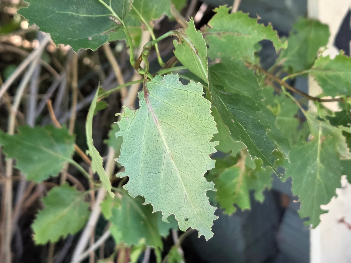 Garden Leafcutter Bees