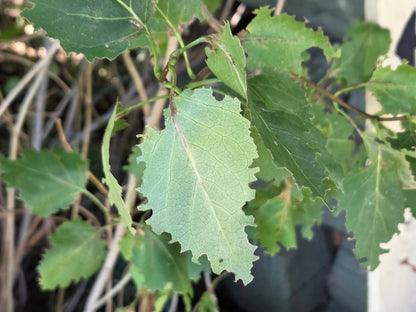 Garden Leafcutter Bees