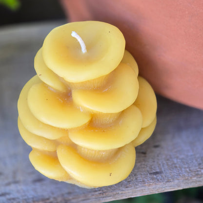 Oyster Mushroom | Beeswax Candle