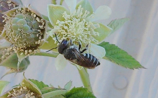 Garden Leafcutter Bees