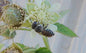Garden Leafcutter Bees