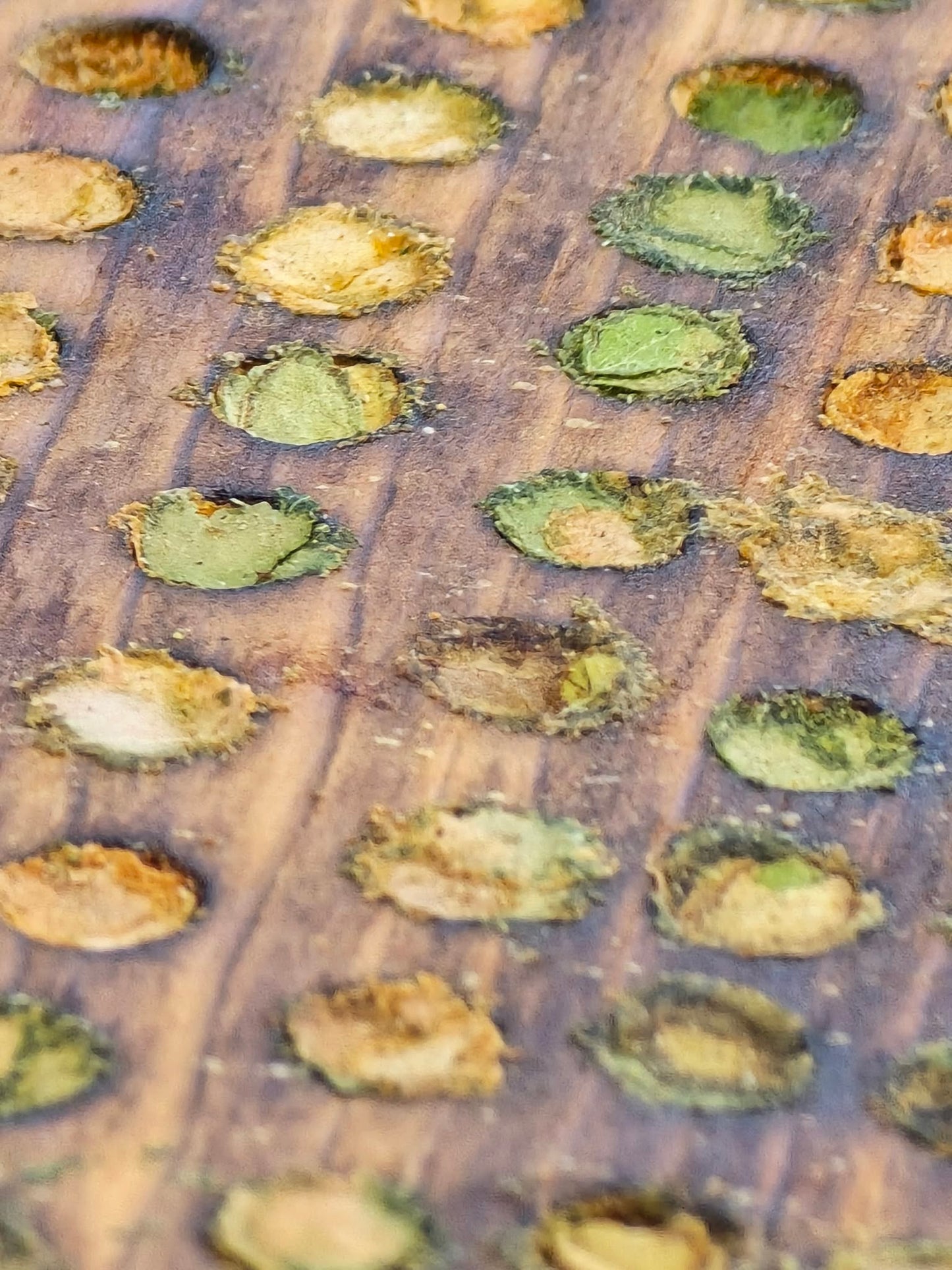 Garden Leafcutter Bees
