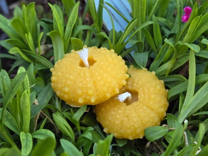 Sea Urchin Shell - Set of 2 | Beeswax Candle