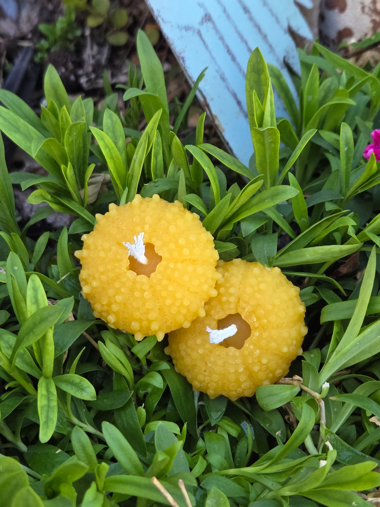 Sea Urchin Shell - Set of 2 | Beeswax Candle