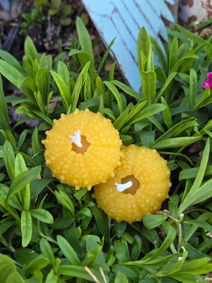 Sea Urchin Shell - Set of 2 | Beeswax Candle