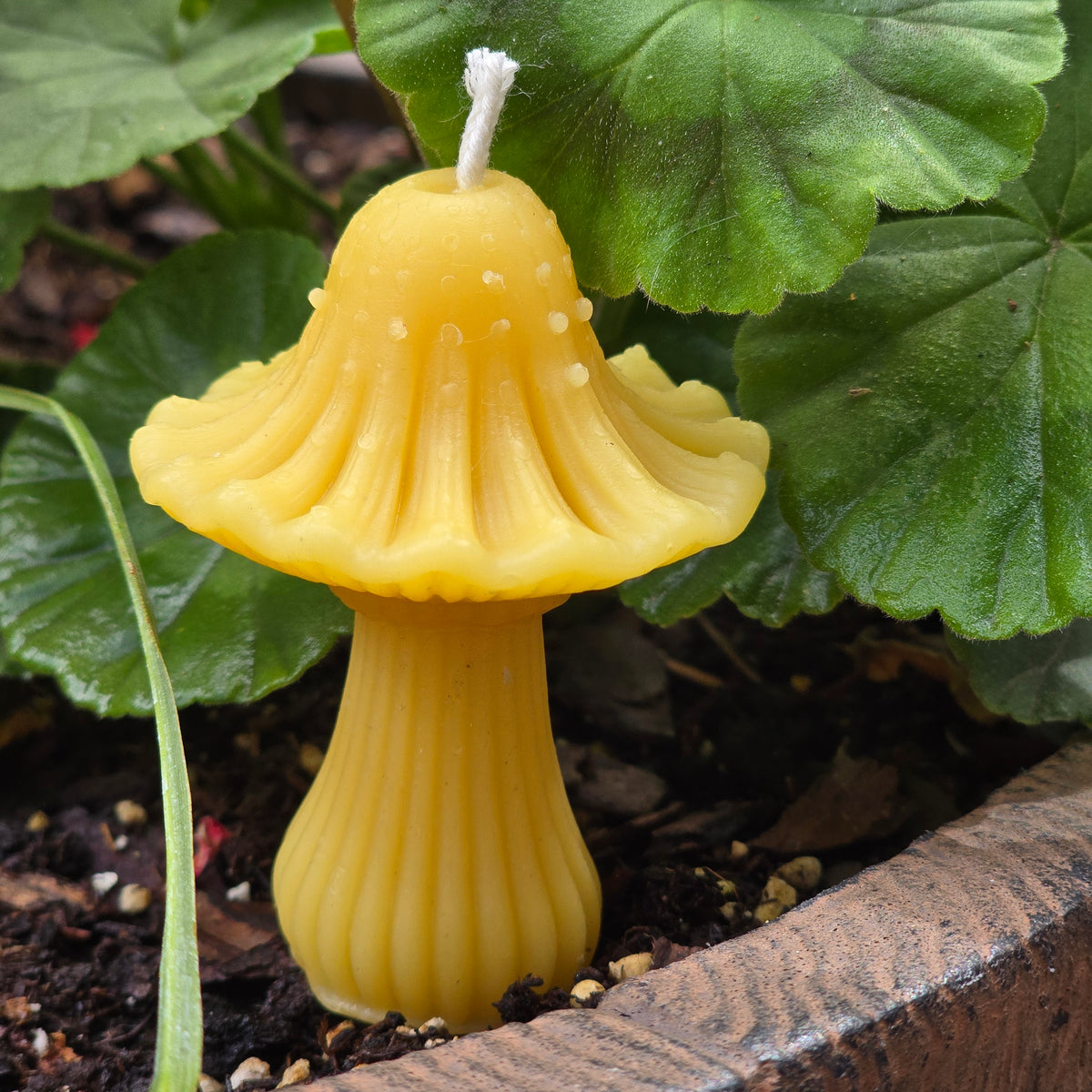 Geranium Mushroom | Beeswax Candle
