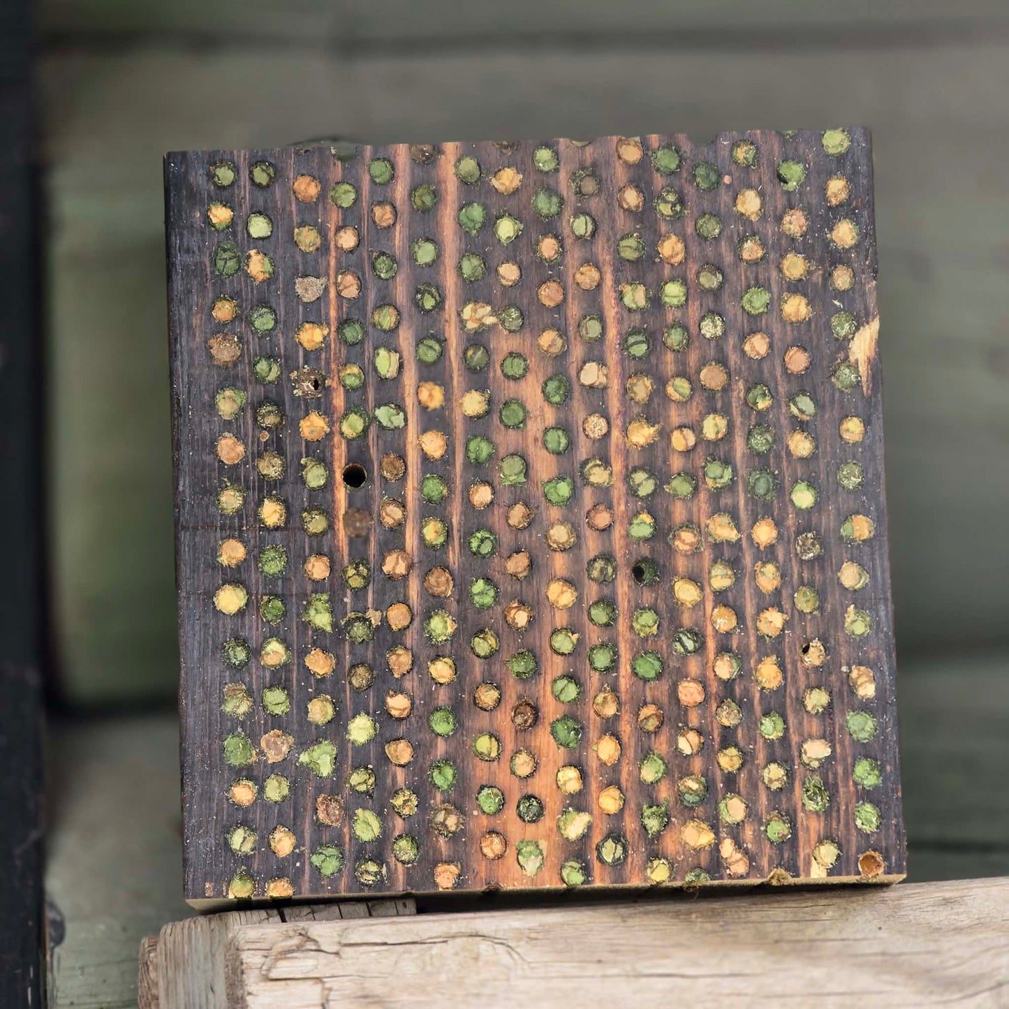 Garden Leafcutter Bees
