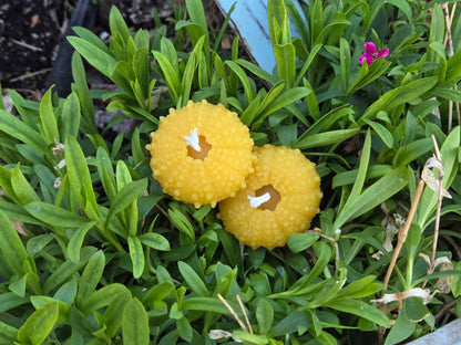 Sea Urchin Shell - Set of 2 | Beeswax Candle