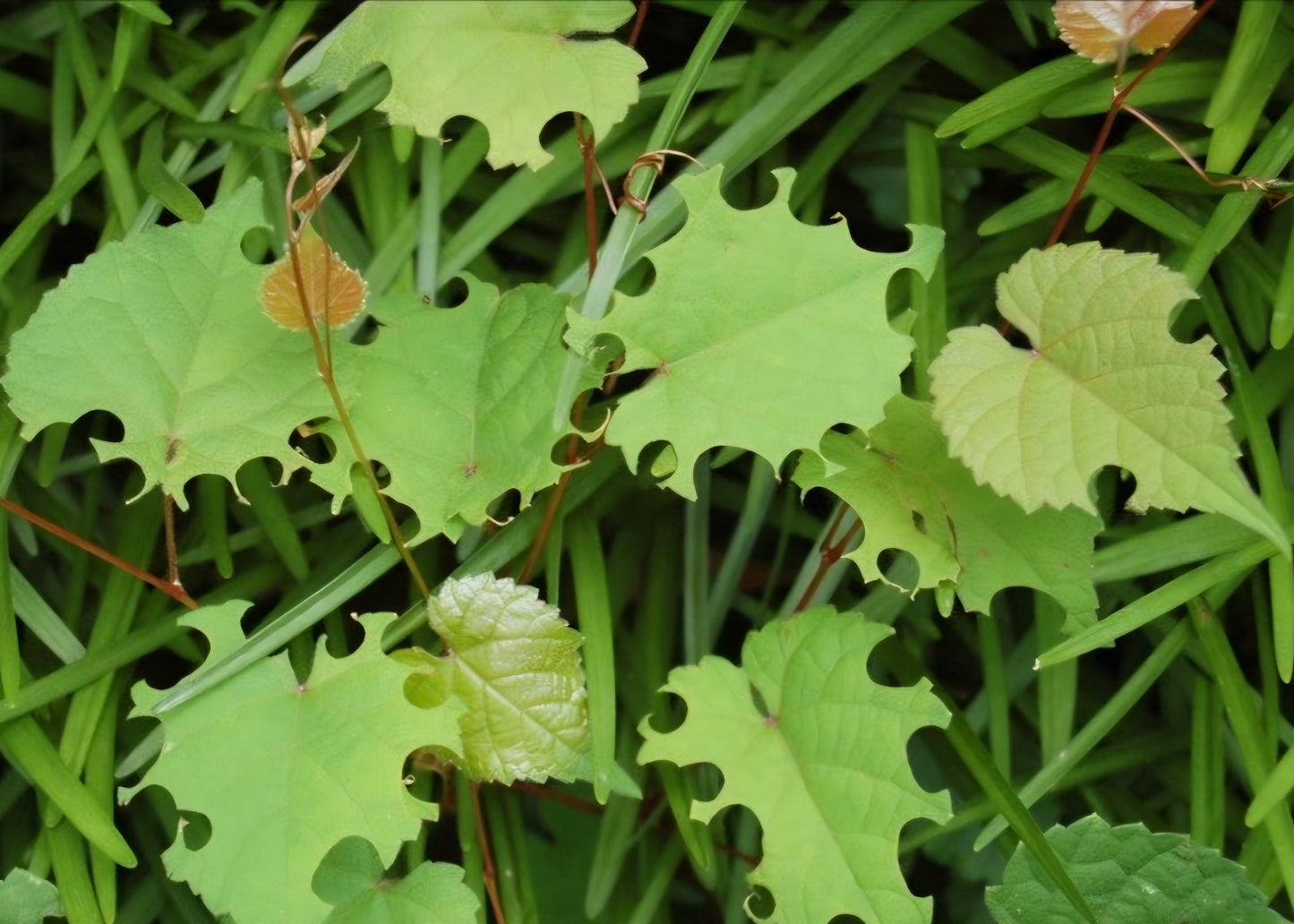 Garden Leafcutter Bees