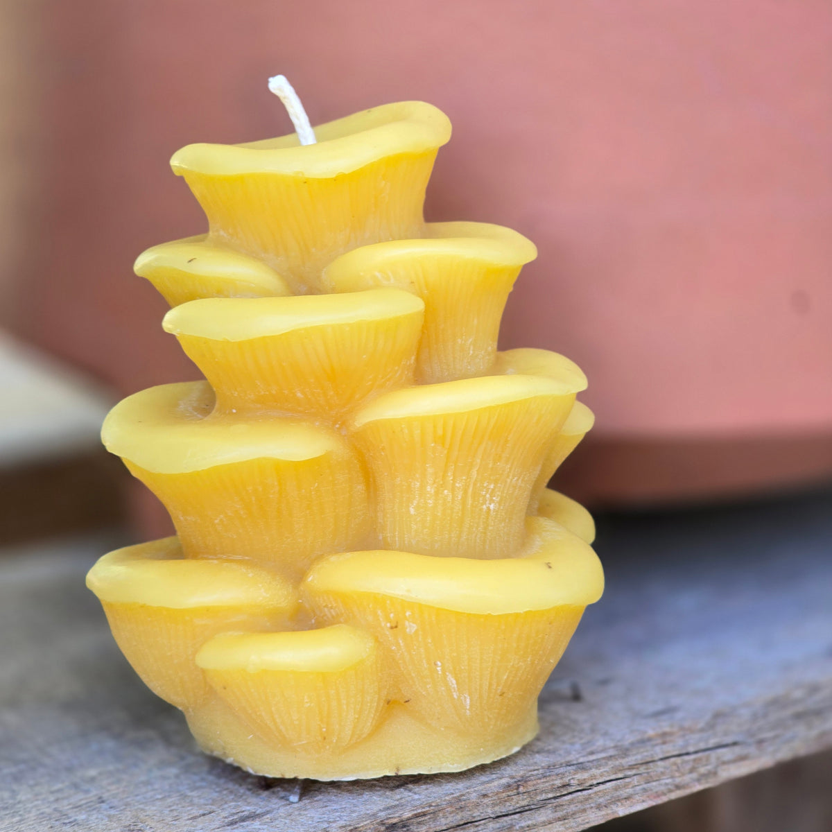 Oyster Mushroom | Beeswax Candle