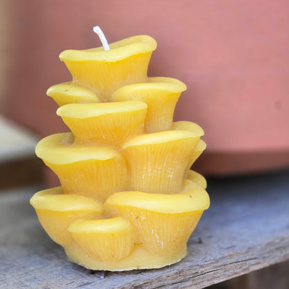 Oyster Mushroom | Beeswax Candle