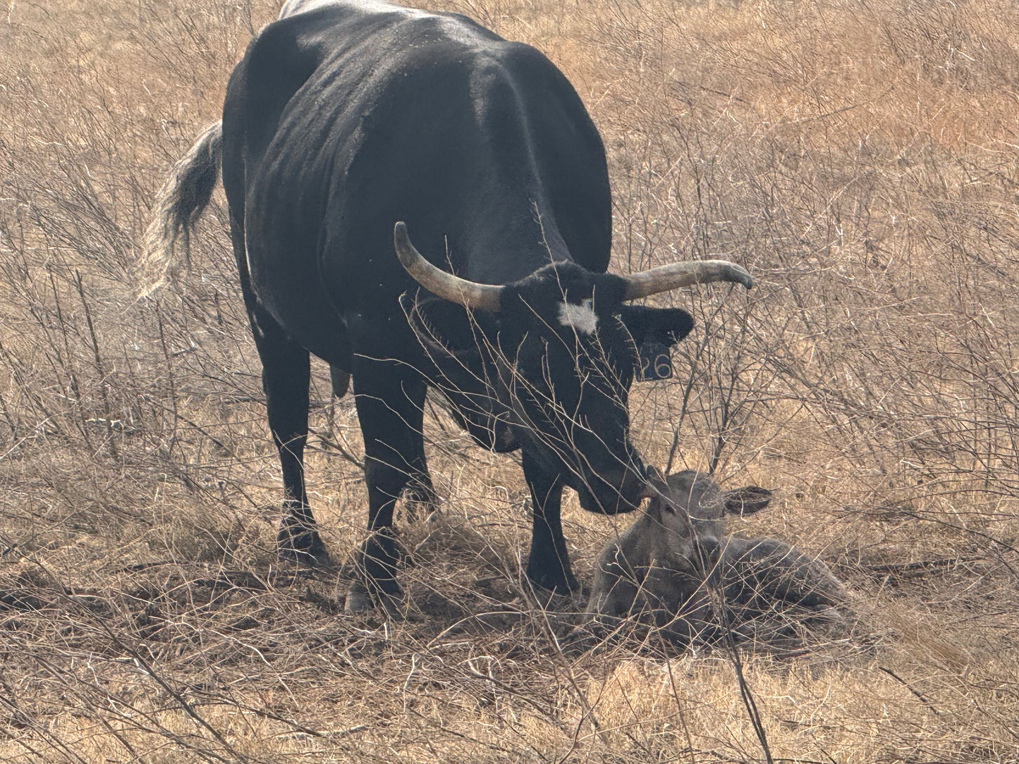 Local Beef, Half or Whole | Make a Deposit