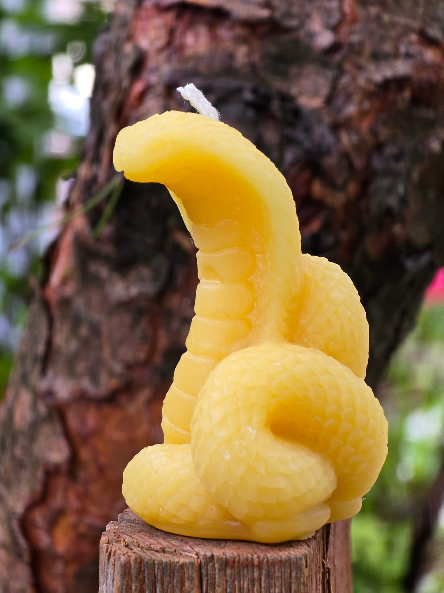 Desert Cobra | Beeswax Candle