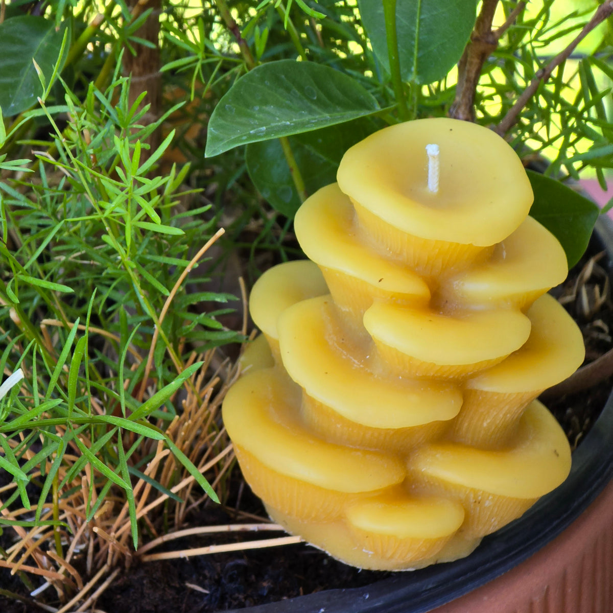 Oyster Mushroom | Beeswax Candle