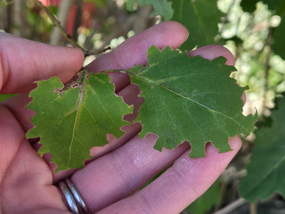 Garden Leafcutter Bees