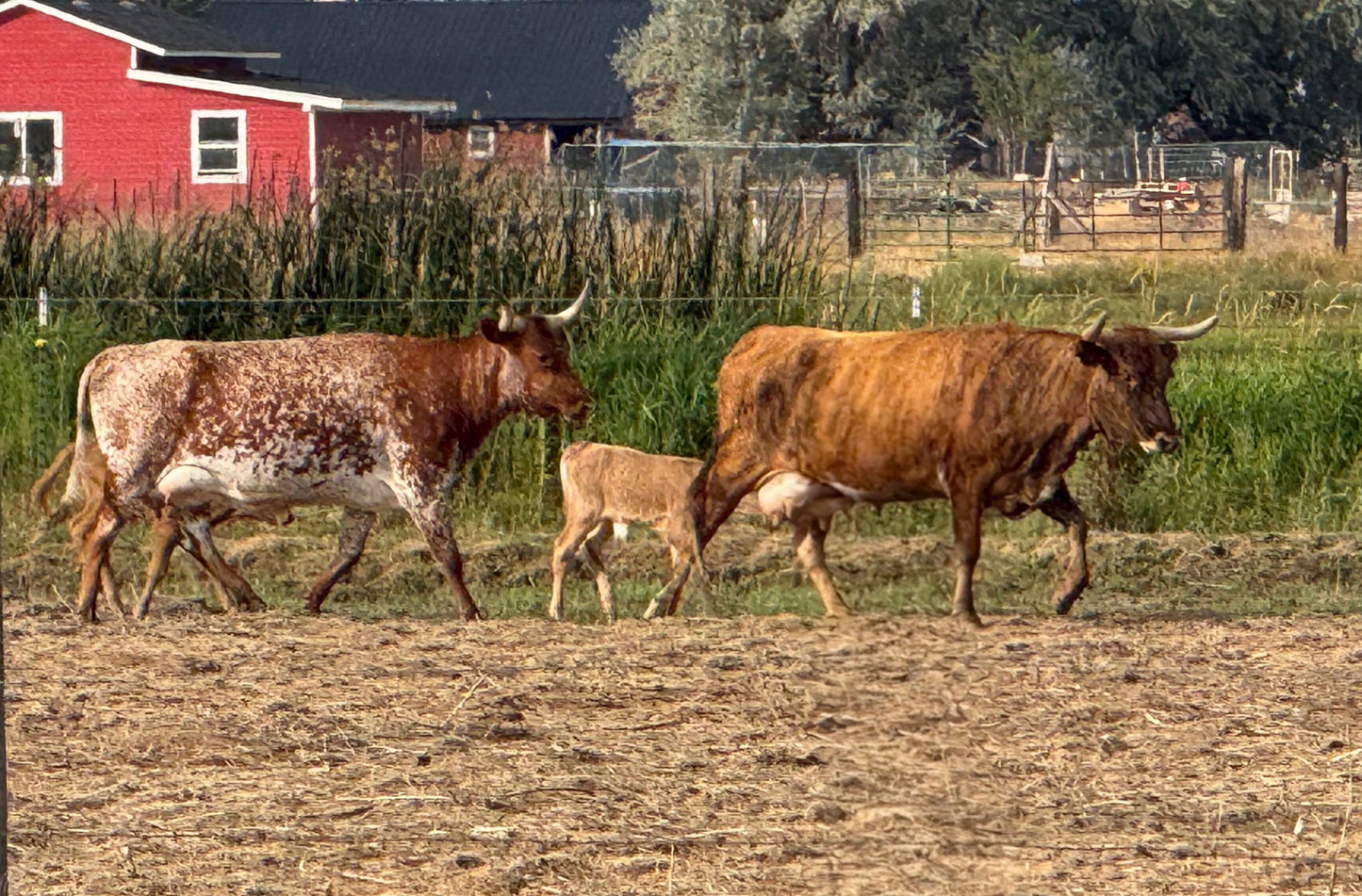 Local Beef, Half or Whole | Make a Deposit