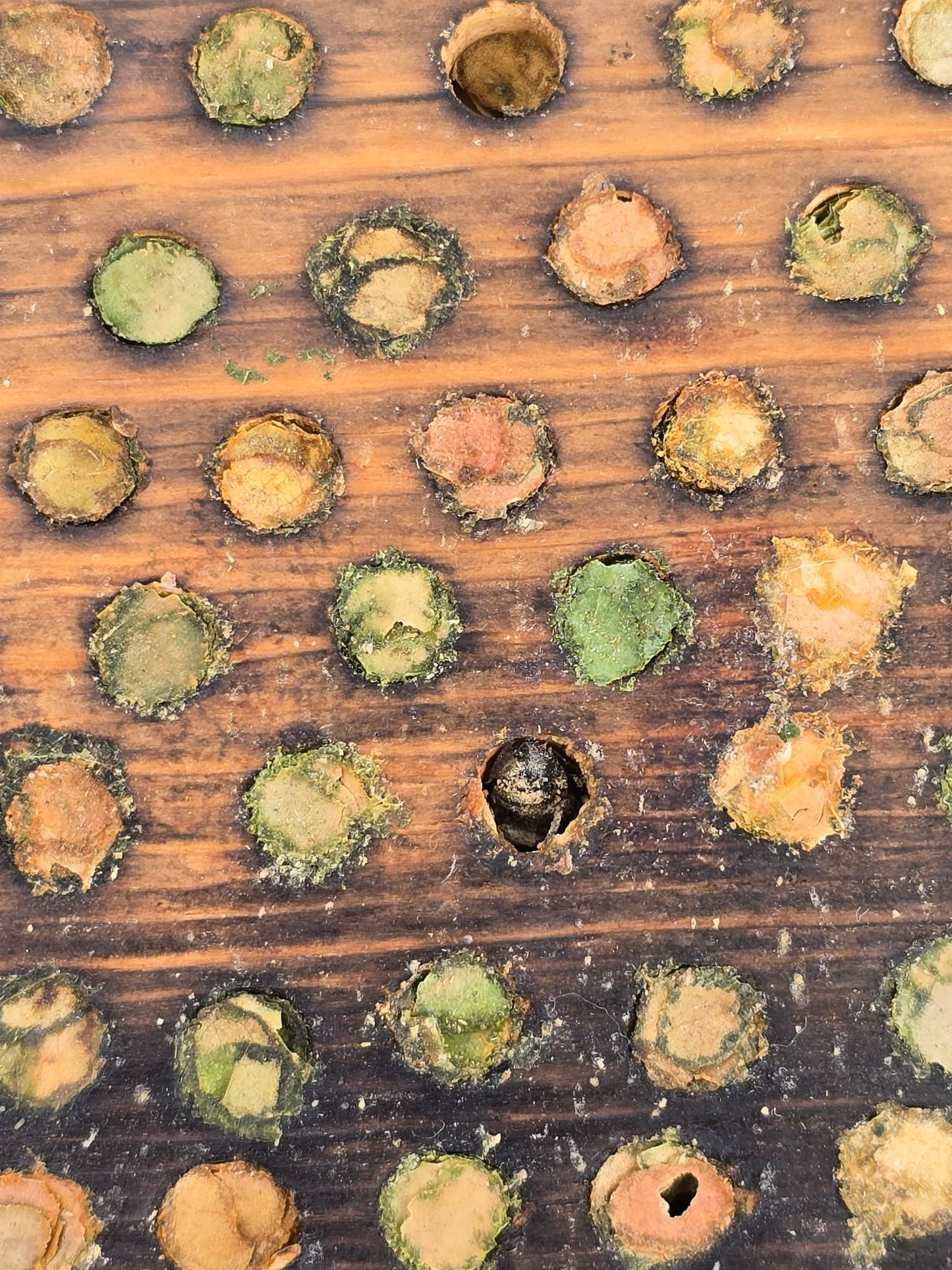Garden Leafcutter Bees