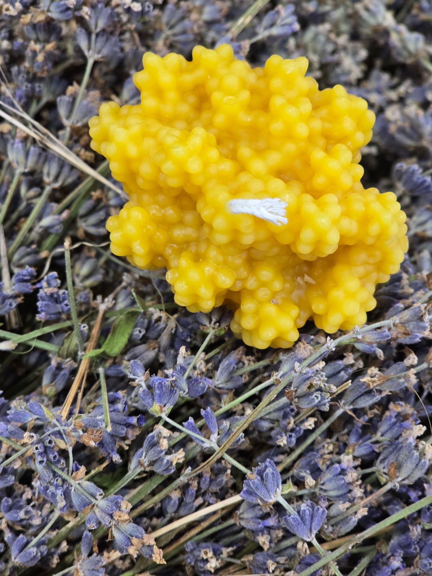 French Lavender | Beeswax Candle