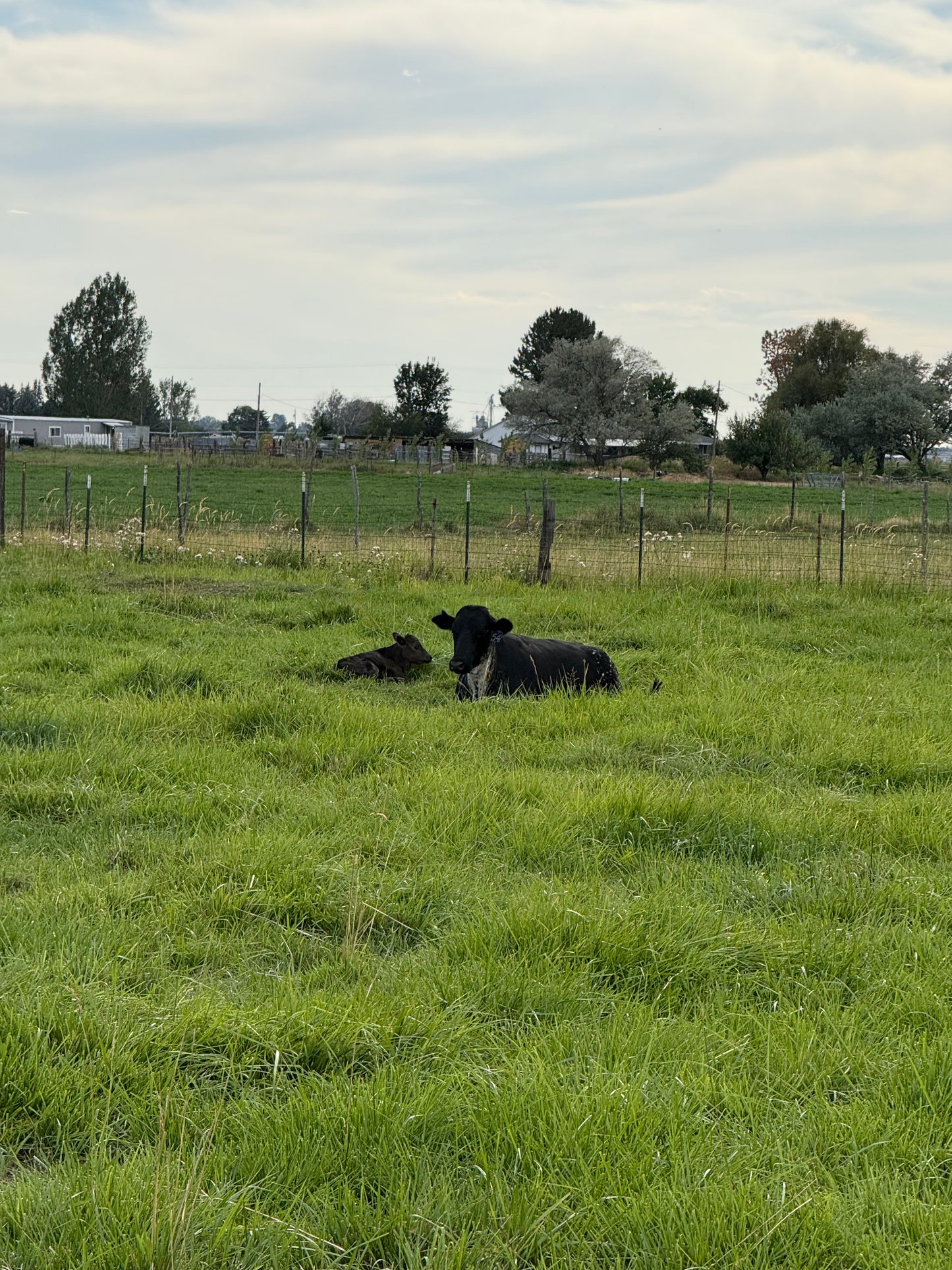 Local Beef, Half or Whole | Make a Deposit