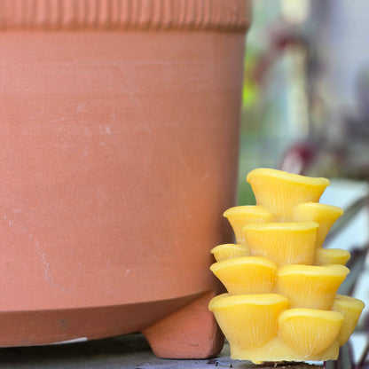 Oyster Mushroom | Beeswax Candle