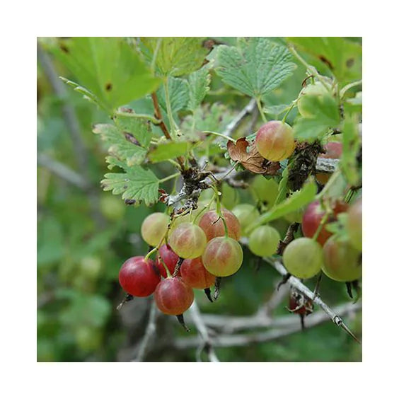 Bare Root Goji and Gooseberries