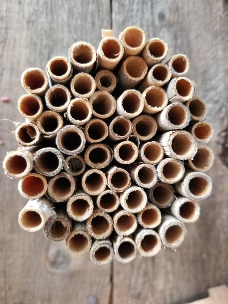 Solitary Native Bee Nesting Tube Reeds