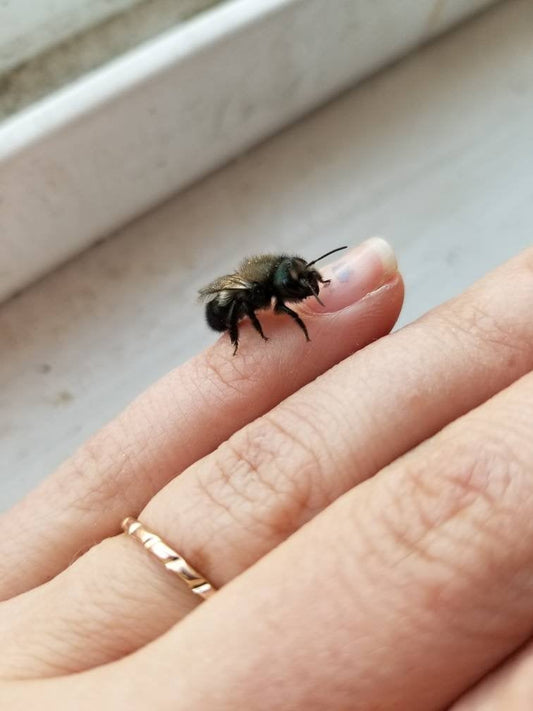 Mason Bee Cocoons - Blue Orchard